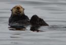 Sea Otter: SE Alaska, Spring 2016